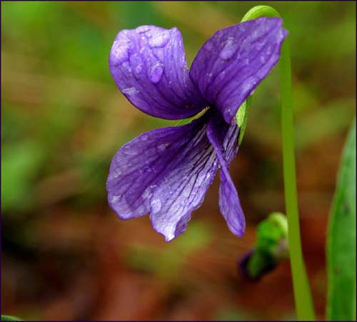 제비꽃(2003. 4. 20  여수 마래산에서) 